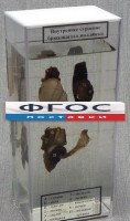 Влажный препарат "Внутреннее строение брюхоногого моллюска" - fgospostavki.ru - Кубинка