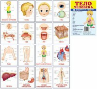 Раздаточные карточки "Тело человека" - fgospostavki.ru - Кубинка