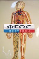 Модель барельефная "Кровеносная система человека" - fgospostavki.ru - Кубинка