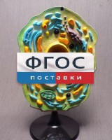 Модель "Клетка растения" - fgospostavki.ru - Кубинка