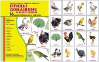 Демонстрационные карточки "Птицы домашние и декоративные" - fgospostavki.ru - Кубинка