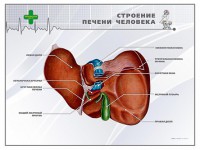 Стенд "Строение печени человека" - fgospostavki.ru - Кубинка