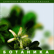 Ботаника. (Цифровая база изображений) - fgospostavki.ru - Кубинка
