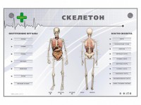 Электрифицированный стенд-тренажер "Скелетон" - fgospostavki.ru - Кубинка