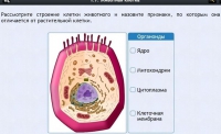 Интерактивные курсы. Биология 8 класс. Базовый - fgospostavki.ru - Кубинка