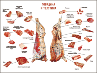 Таблица "Правила разделки мясных туш. Говядина и телятина" (100х140 сантиметров, винил) - fgospostavki.ru - Кубинка