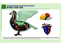 Рельефная таблица "Внутреннее строение голубя" (формат А1, матовое ламинирование) - fgospostavki.ru - Кубинка