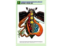 Рельефная таблица "Внутреннее строение жука" (формат А1, матовое ламинирование) - fgospostavki.ru - Кубинка