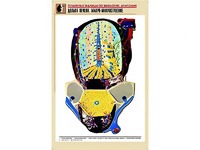 Рельефная таблица "Долька печени. Макро-микростроение" (формат А1, матовое ламинирование) - fgospostavki.ru - Кубинка