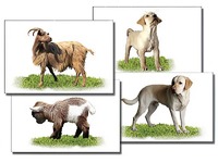 Набор карточек "Домашние животные" (раздаточные) - fgospostavki.ru - Кубинка