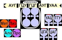 Модель-аппликация "Биосинтез белка" (ламинированная) - fgospostavki.ru - Кубинка