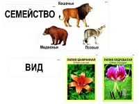 Модель-аппликация "Классификация растений и животных" (ламинированная) - fgospostavki.ru - Кубинка