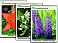 Гербарий фотографический "Основные группы растений" - fgospostavki.ru - Кубинка