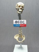 Модель "Позвоночник с черепом и тазом" - fgospostavki.ru - Кубинка