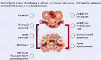 Интерактивные курсы. Биология 9 класс. Расширенный. - fgospostavki.ru - Кубинка