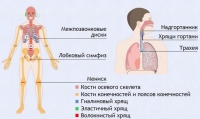 Интерактивные курсы. Биология 9 класс. Базовый. - fgospostavki.ru - Кубинка