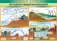 Таблица "Круговорот веществ в биосфере" (100х140 сантиметров, винил) - fgospostavki.ru - Кубинка