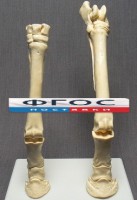Скелет конечности лошади (передняя и задняя) на подставке - fgospostavki.ru - Кубинка