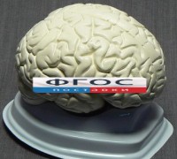 Модель "Мозг в разрезе" (белый) - fgospostavki.ru - Кубинка