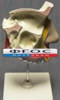 Модель "Разрез носоглотки" - fgospostavki.ru - Кубинка