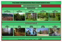 Стенд-планшет электрифицированный «Оценка пожарной опасности в лесах»  - fgospostavki.ru - Кубинка