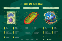 Электрифицированный стенд "Строение клетки" с маркерными полями - fgospostavki.ru - Кубинка