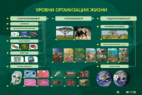 Электрифицированный стенд "Уровни организации жизни" - fgospostavki.ru - Кубинка