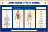 Электрифицированный стенд-тренажер c макетом скелета "Анатомическое строение человека" - fgospostavki.ru - Кубинка