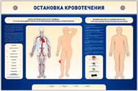 Электрифицированный стенд-тренажер "Остановка кровотечения" - fgospostavki.ru - Кубинка