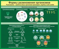 Стенд "Формы размножения организмов" - fgospostavki.ru - Кубинка