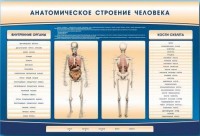 Электрифицированный стенд-тренажер c макетом скелета "Анатомическое строение человека" - fgospostavki.ru - Кубинка