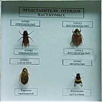 Коллекция энтомологическая "Представители отряда насекомых" - fgospostavki.ru - Кубинка