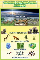 Стенд "Уровни организации живого" - fgospostavki.ru - Кубинка