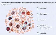 Интерактивные курсы. Биология 11 класс. Расширенный. - fgospostavki.ru - Кубинка