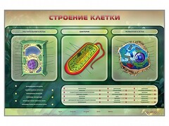 Электрифицированный стенд "Строение клетки" с маркерными полями - fgospostavki.ru - Кубинка