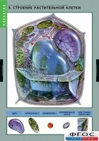 Комплект таблиц. Биология. Вещества растений. Клеточное строение. - fgospostavki.ru - Кубинка