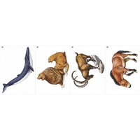 Модель-аппликация Многообразие хордовых. Млекопитающие - fgospostavki.ru - Кубинка