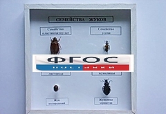 Коллекция "Семейство жуков" - fgospostavki.ru - Кубинка
