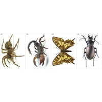 Модель-аппликация Многообразие беспозвоночных - fgospostavki.ru - Кубинка