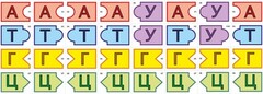 Модель-аппликация Удвоение ДНК и транскрипция РНК - fgospostavki.ru - Кубинка