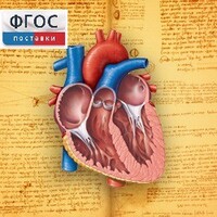 Анатомия (Цифровой атлас школьника) - fgospostavki.ru - Кубинка