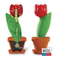 Модель цветка - fgospostavki.ru - Кубинка