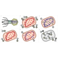Модель-аппликация Жизненный цикл вируса	 - fgospostavki.ru - Кубинка