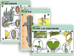 Комплект таблиц по биологии демонстрационных "Ботаника 1" (12 таблиц, формат А1, ламинированные) - fgospostavki.ru - Кубинка