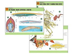 Комплект таблиц по биологии демонстрационных "Зоология 2" (16 таблиц, формат А1, ламинированные) - fgospostavki.ru - Кубинка
