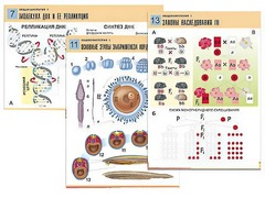Комплект таблиц по биологии демонстрационных "Общая биология 1" (16 таблиц, формат А1, ламинированные) - fgospostavki.ru - Кубинка