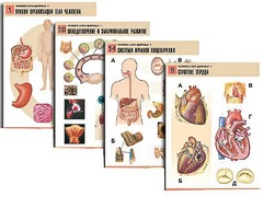 Комплект таблиц по биологии демонстрационных "Человек и его здоровье 1" (20 таблиц, формат А1, ламинированные) - fgospostavki.ru - Кубинка