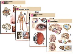 Комплект таблиц по биологии демонстрационных "Человек и его здоровье 2" (10 таблиц, формат А1, ламинированные) - fgospostavki.ru - Кубинка