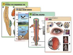 Комплект таблиц по всему курсу биологии (120 штук, формат А1, полноцветные, ламинированные) - fgospostavki.ru - Кубинка