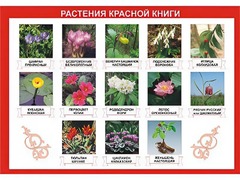 Таблица демонстрационная "Растения Красной книги" (винил 100*140) - fgospostavki.ru - Кубинка